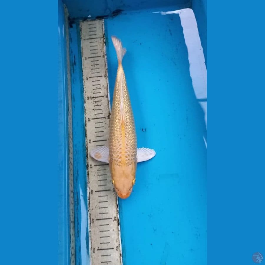 Ginrin ogon 33cm