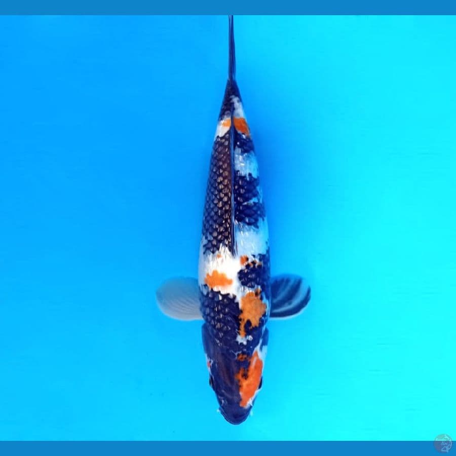 4.SHOWA GINRIN 34 cm/famale