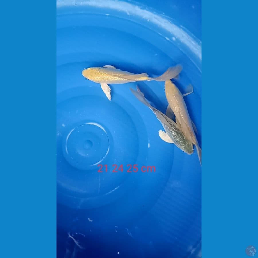 karasi ginrin selyer 21 24 25cm