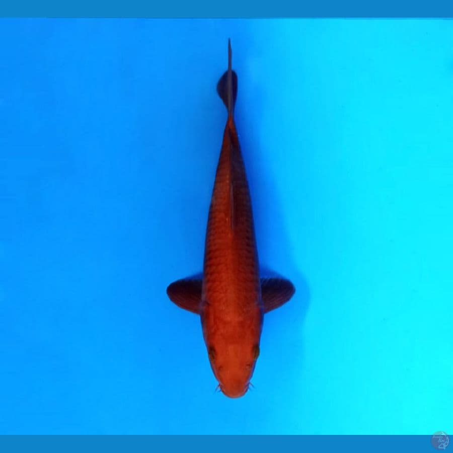7.CHAGOI 28 cm/famale