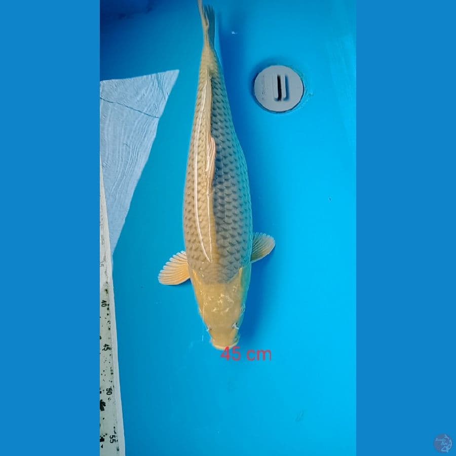 soragoei 45 cm
