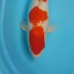 JUMBO 50cm