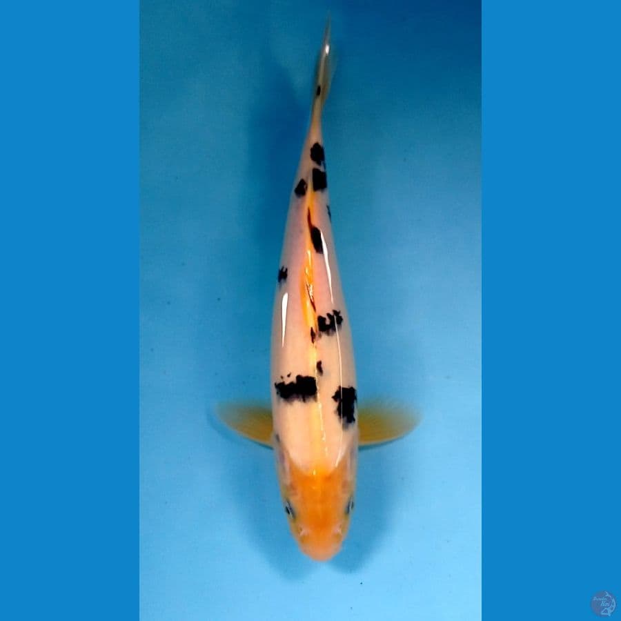 bekko 27 cm