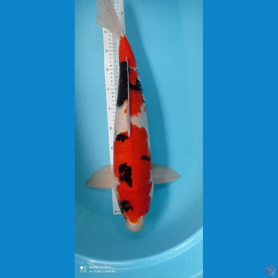 showa jantan 57 cm