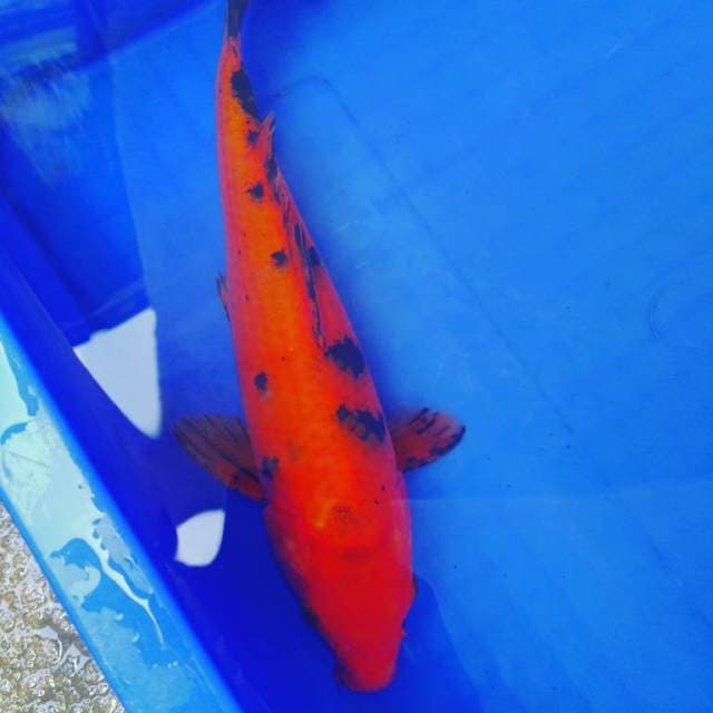 Aka ... 27cm