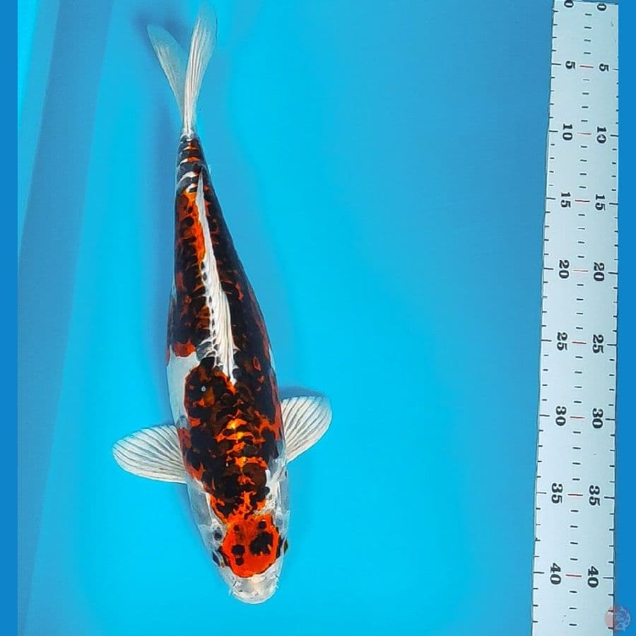 maruten goromo doitsu 37cm