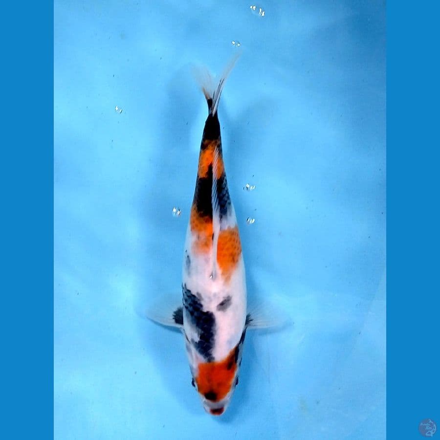 showa 23cm