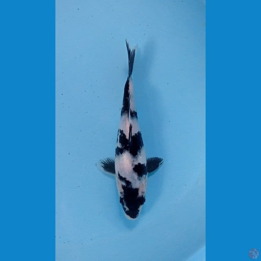 shiro 17cm