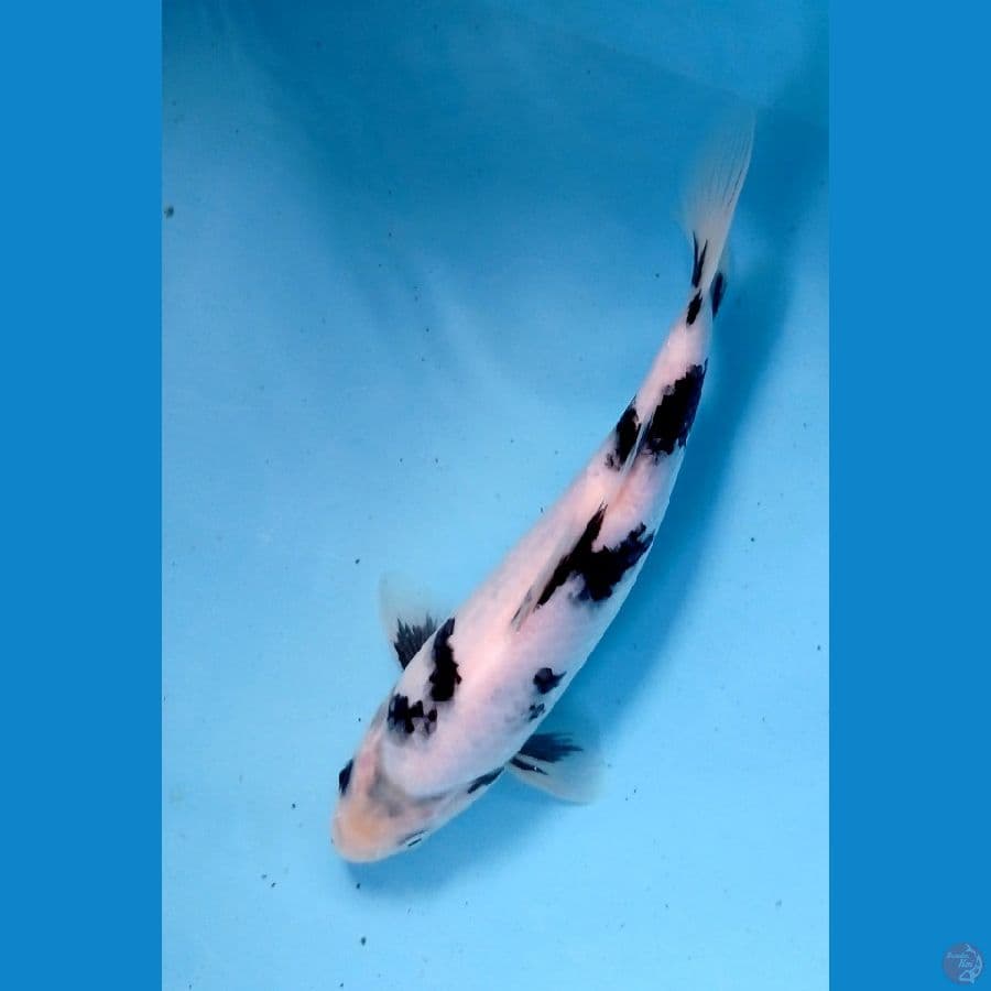 shiro22cm