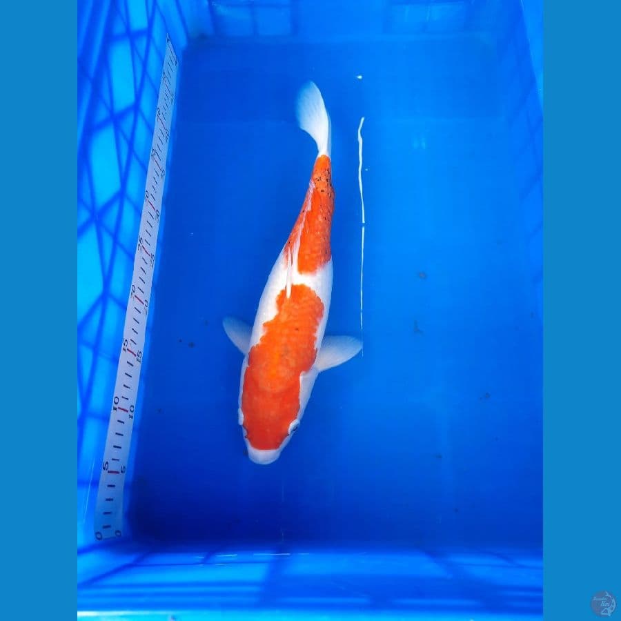 kohaku size 38cm