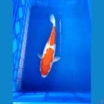 kohaku size 38cm