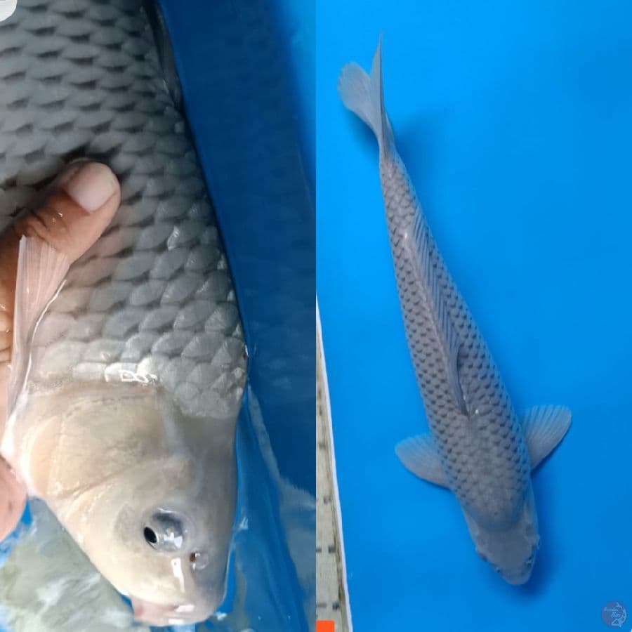 soraghoi Super 46cm/male