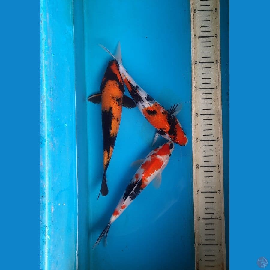 Mix showa 24-25cm