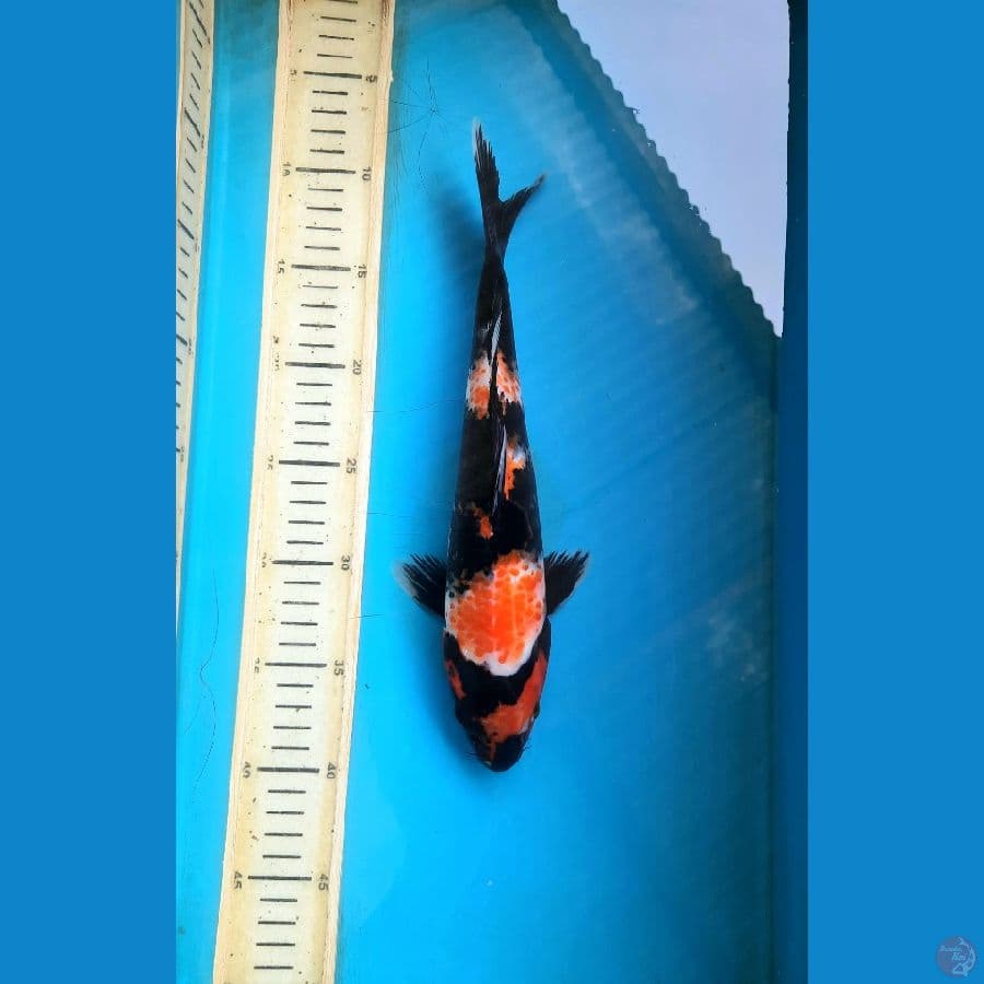 30cm showa 