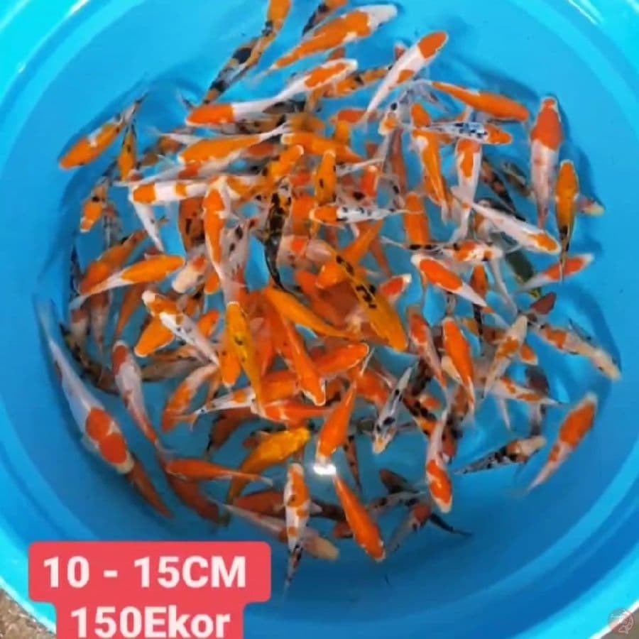 Mix Gosanke 150Ekor