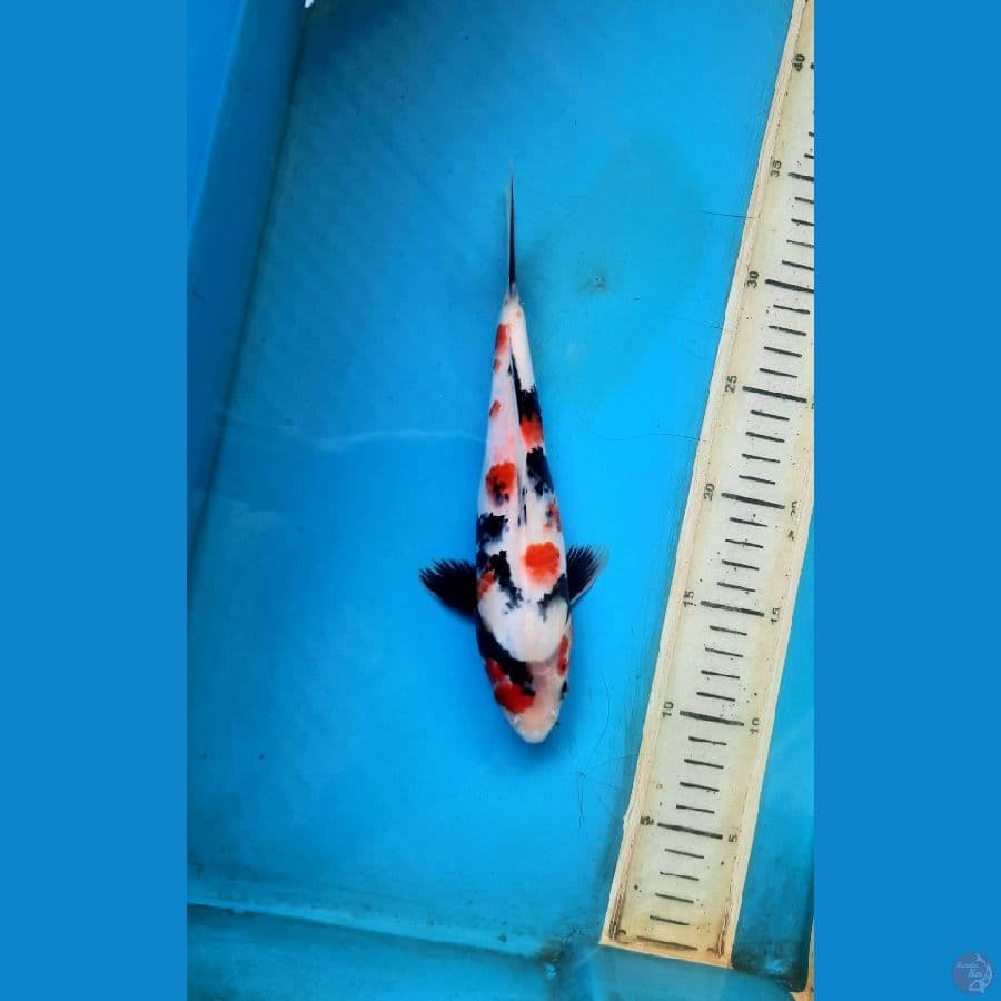 23cm kindai showa