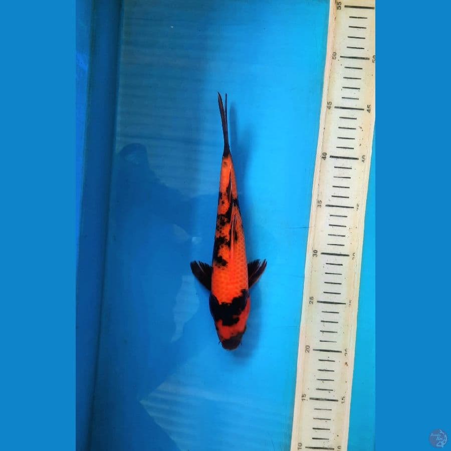 25cm Hiu