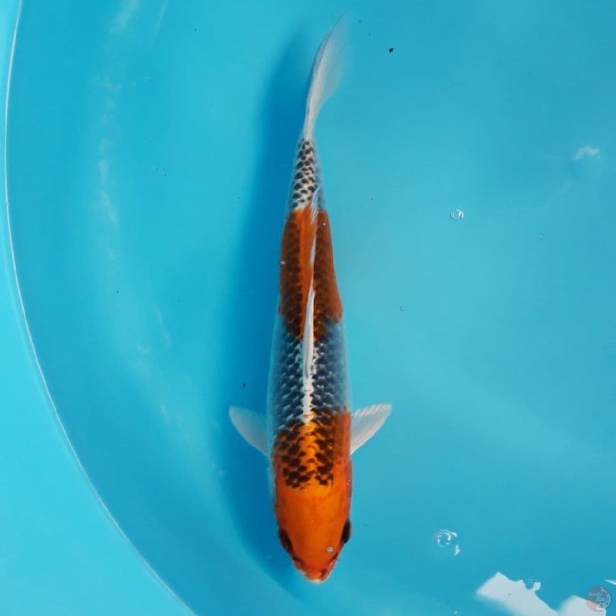Kujaku 27cm
