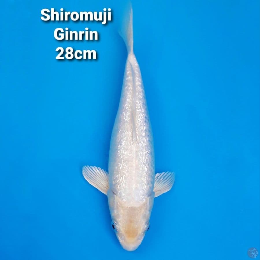 SUPER GINRIN 28CM