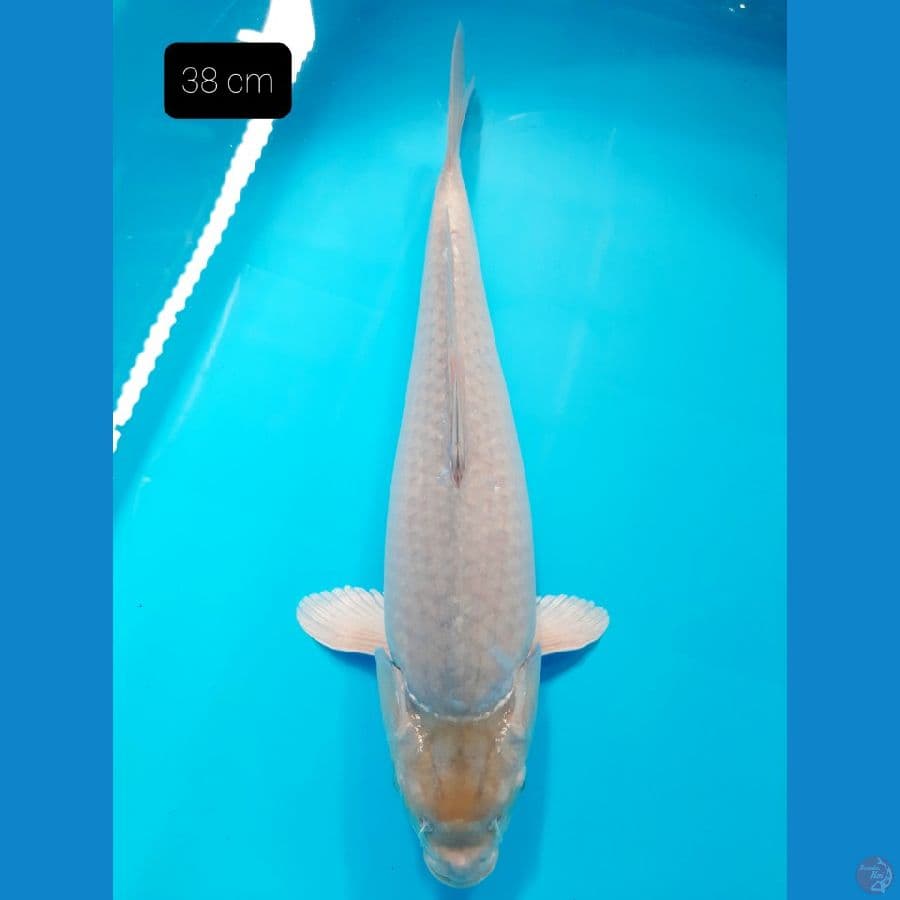 soragoi 38 cm