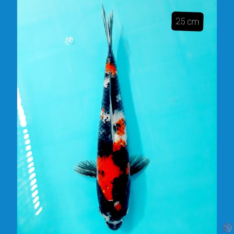 showa 25 cm