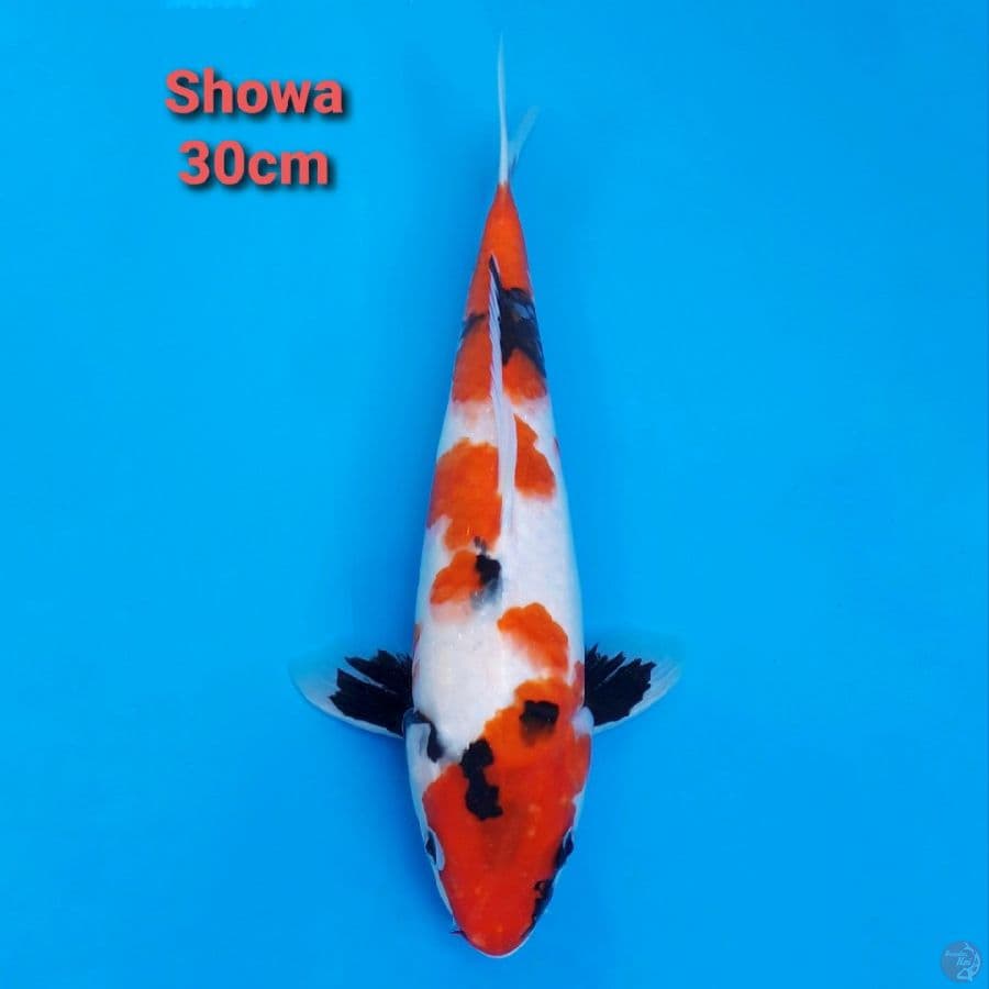 SHOWA STRONG 30CM