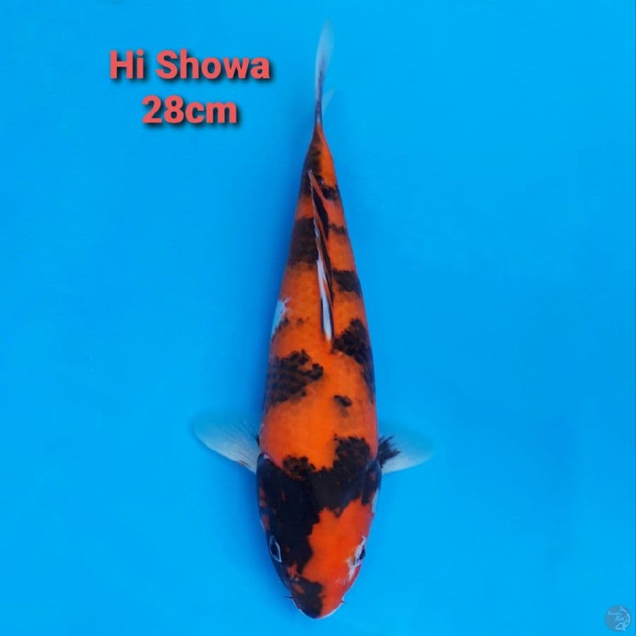 HI SHOWA STRONG 28CM