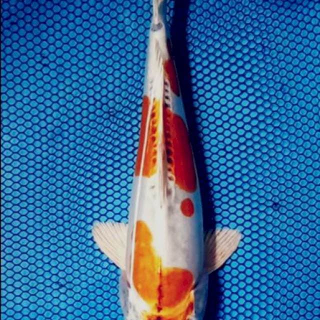 Kin kikokuryu 23cm