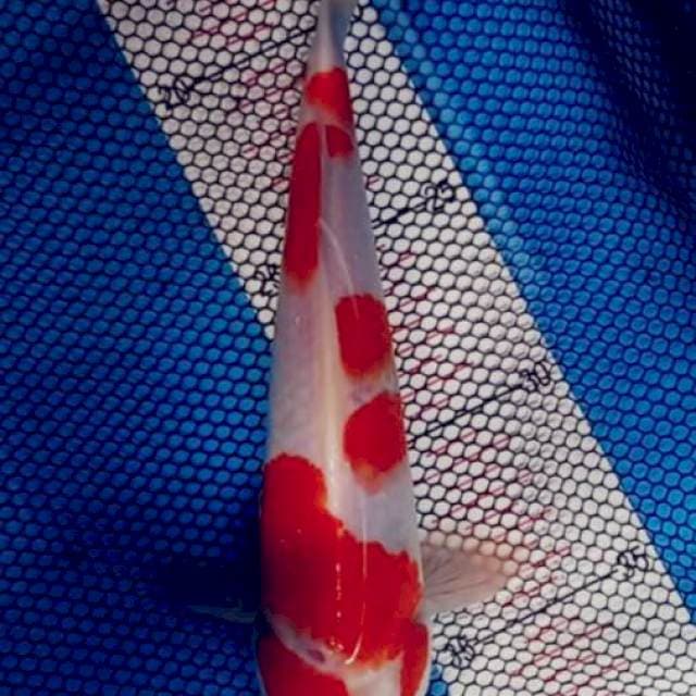 Maruten kohaku,23cm