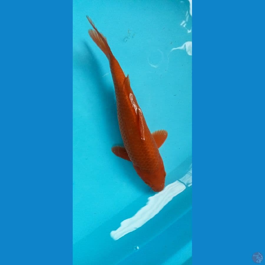 Cagoi Merah 30cm