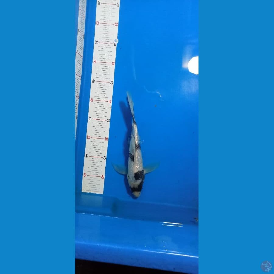 Kumpay Shiro HQ 27cm Male