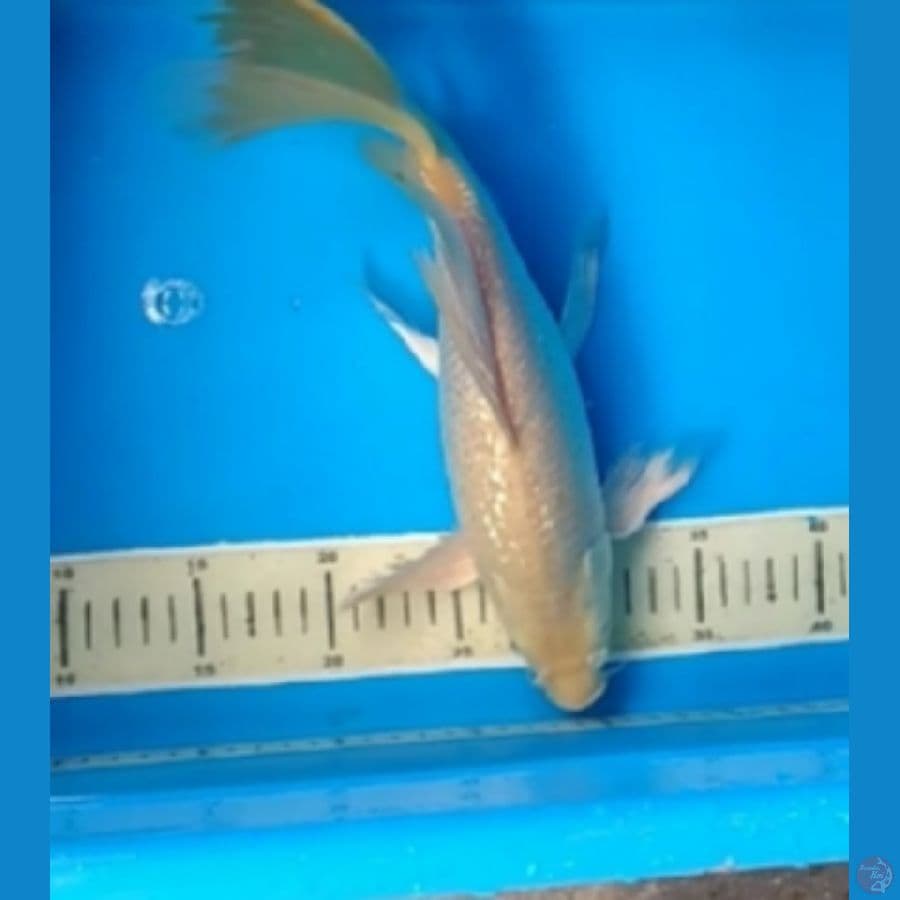 kumpai ginrin 34 cm