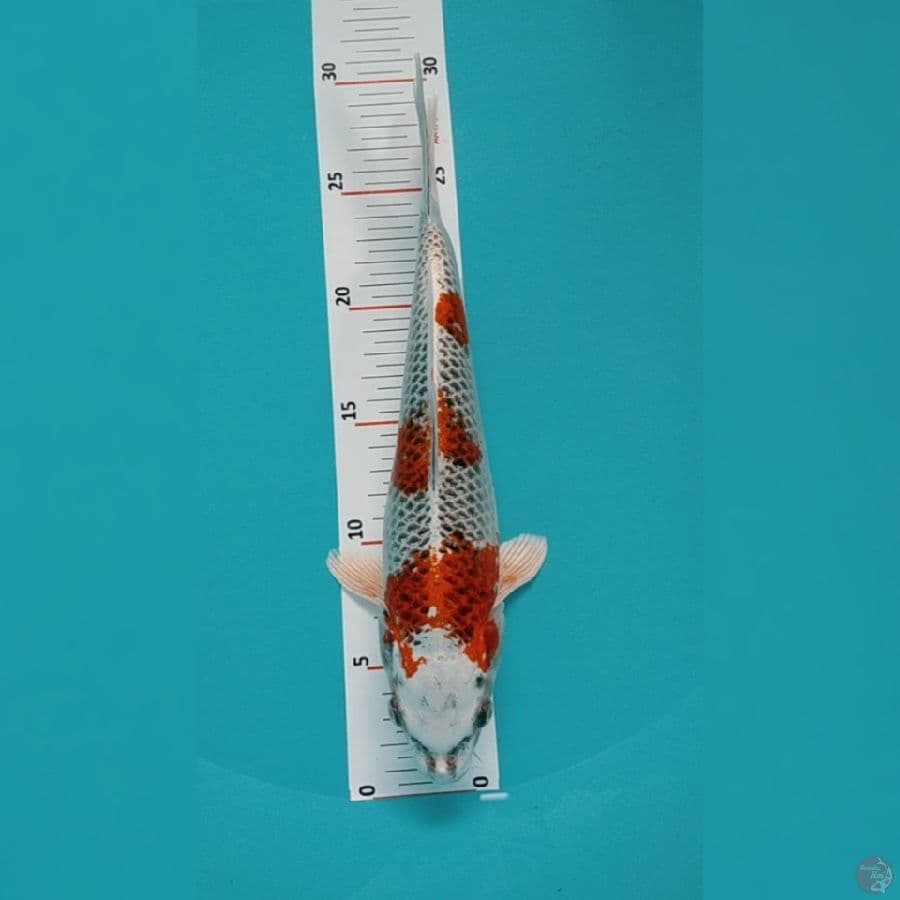 Kujaku 28cm