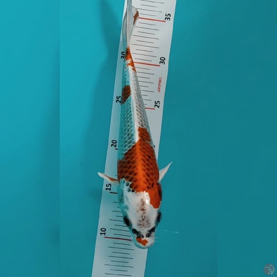Kujaku 26cm