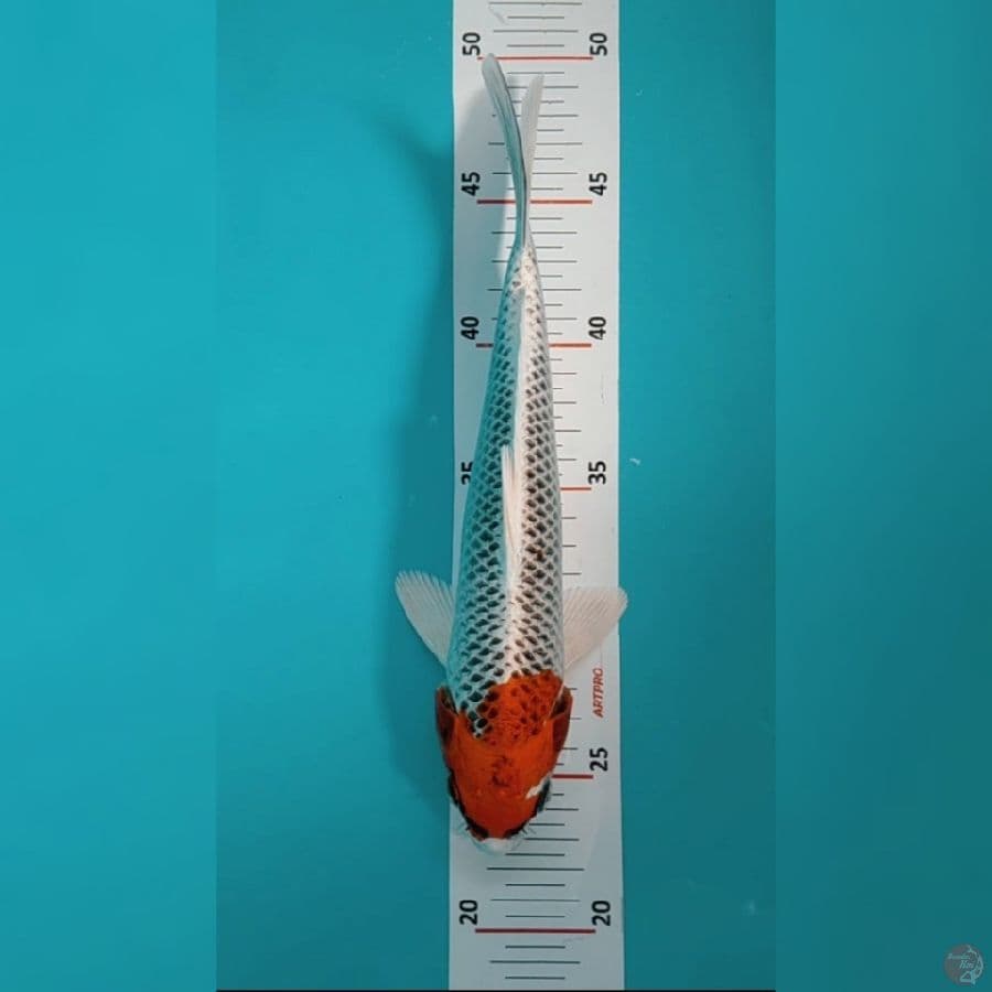 Kujaku 25cm
