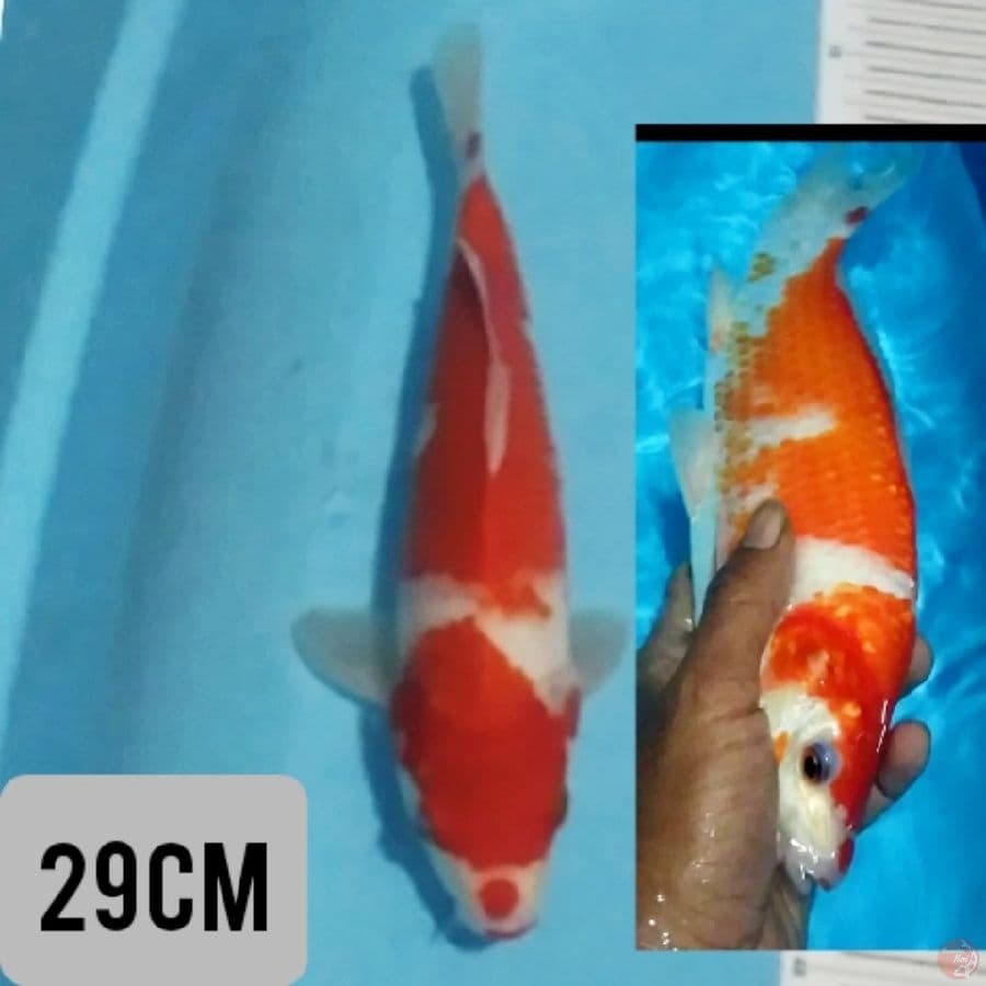 kuci beni kohaku