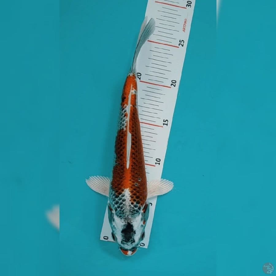 Kujaku 25cm