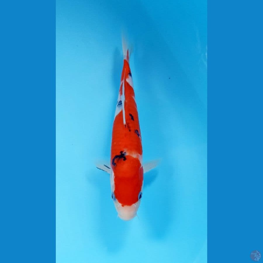 sanke24cm