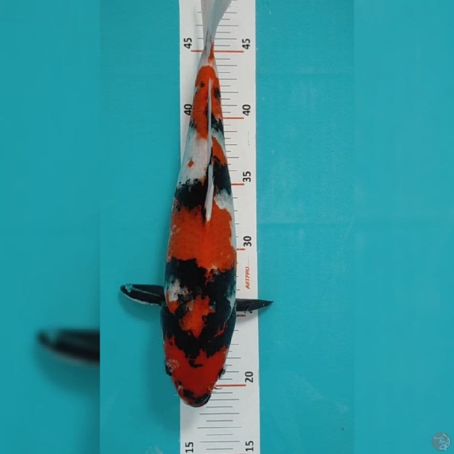 Showa 30cm