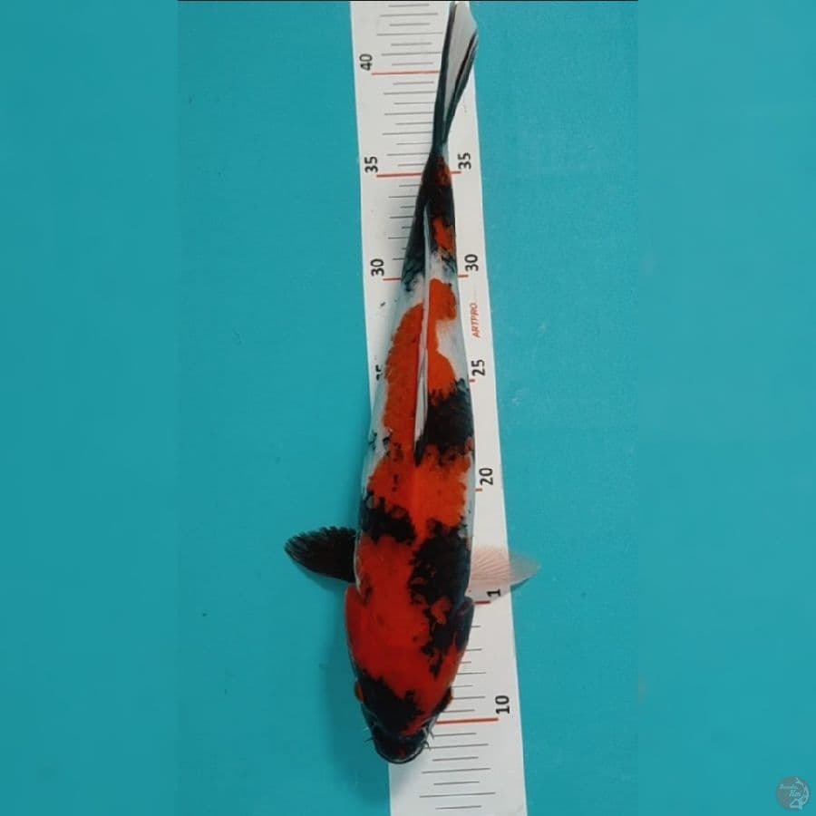 Showa 32cm