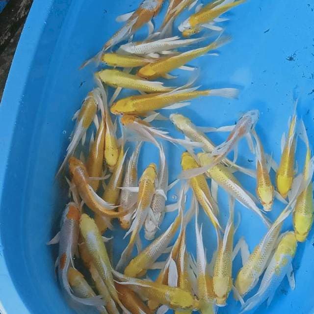 Hariwake kumpay