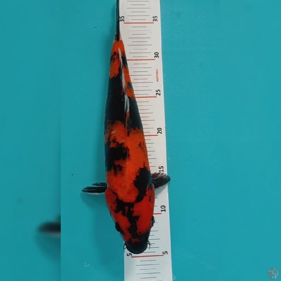 Hi Showa 32cm