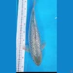 soragoi ginrin 41cm/fml punuk