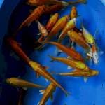 Mix hariwake ogon