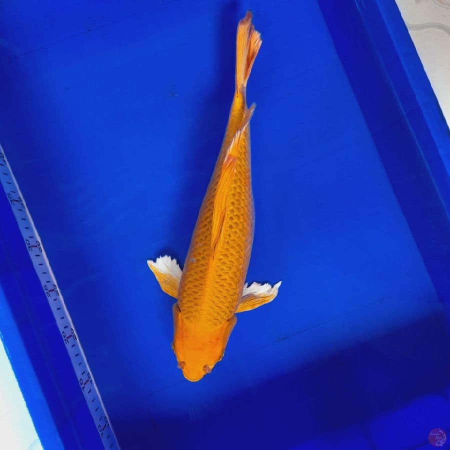 Kumpay ogon 38Cm Famale