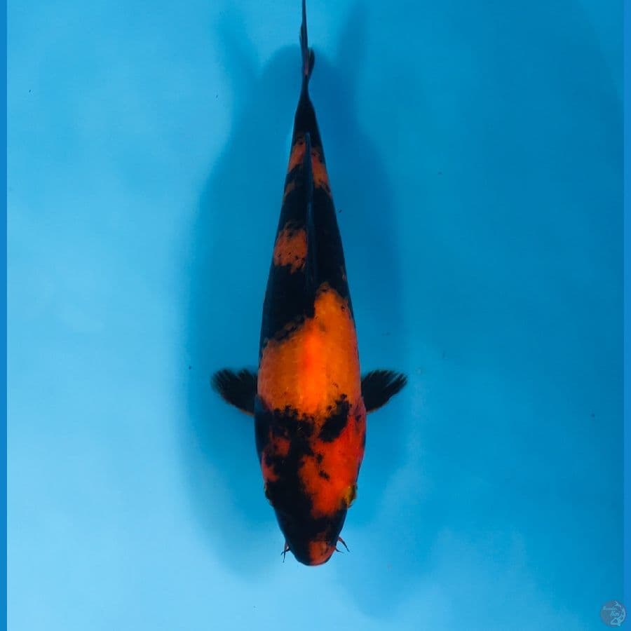 hi utsuri, 21 cm