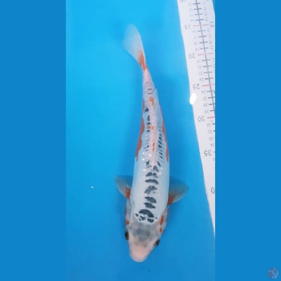 shusui 31cm/male