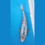 shusui 31cm/male