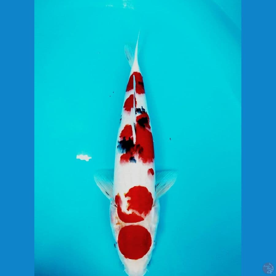sanke 46cm FEMALE