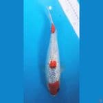 Maruten Goshiki Ginrin 27cm Punuk ????